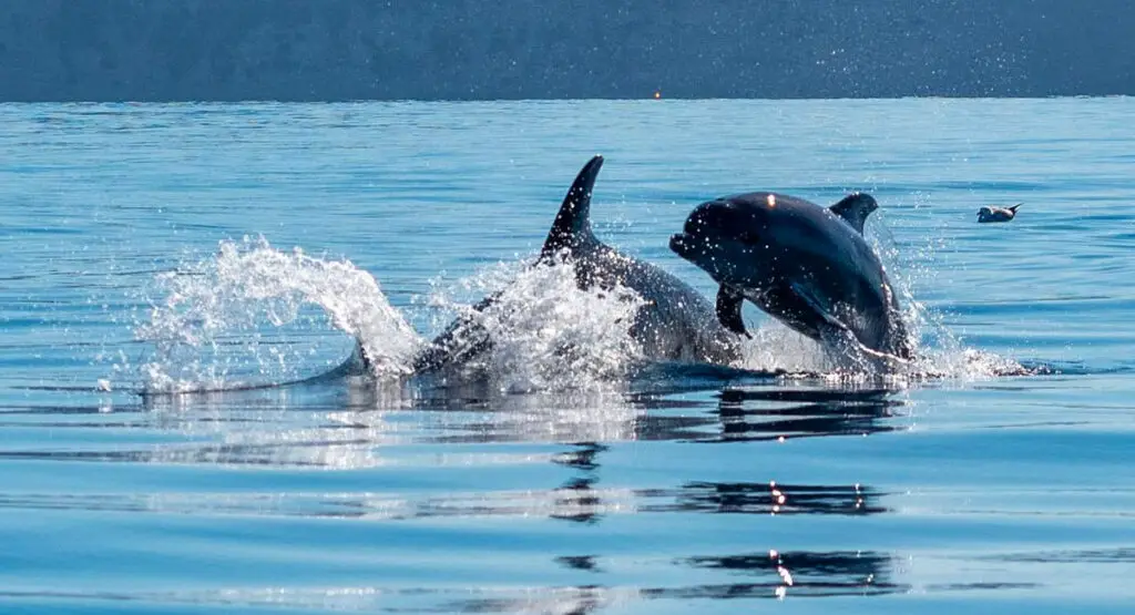 Dolphin Family Visits Ibiza Waters