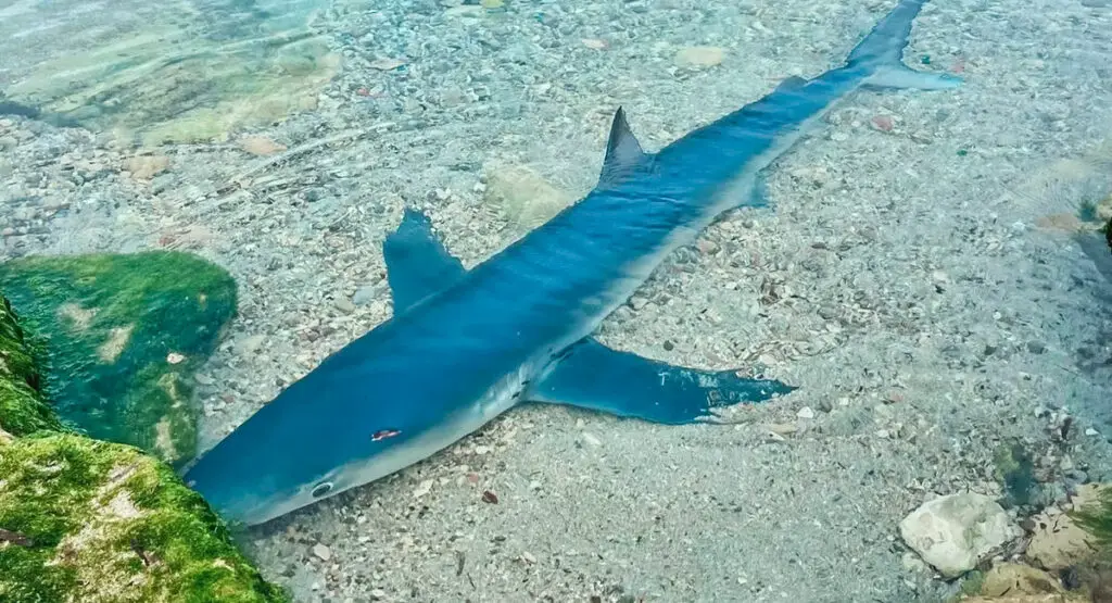 A Blue Shark Spotted on a Beach in Ibiza