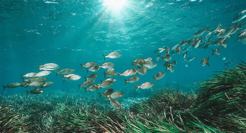 A UNESCO-Designated Diversity of Seagrass